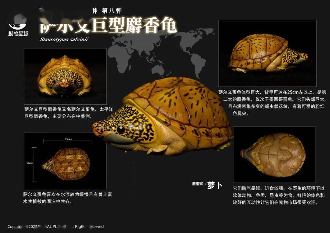 动物星球心宽体胖系列第八弹—龟3 - 多款可选