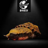 动物星球心宽体胖系列第八弹—龟3 - 多款可选