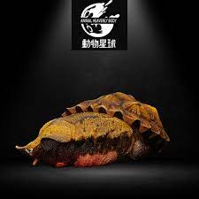 动物星球心宽体胖系列第八弹—龟3 - 多款可选