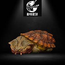 动物星球心宽体胖系列第八弹—龟3 - 多款可选