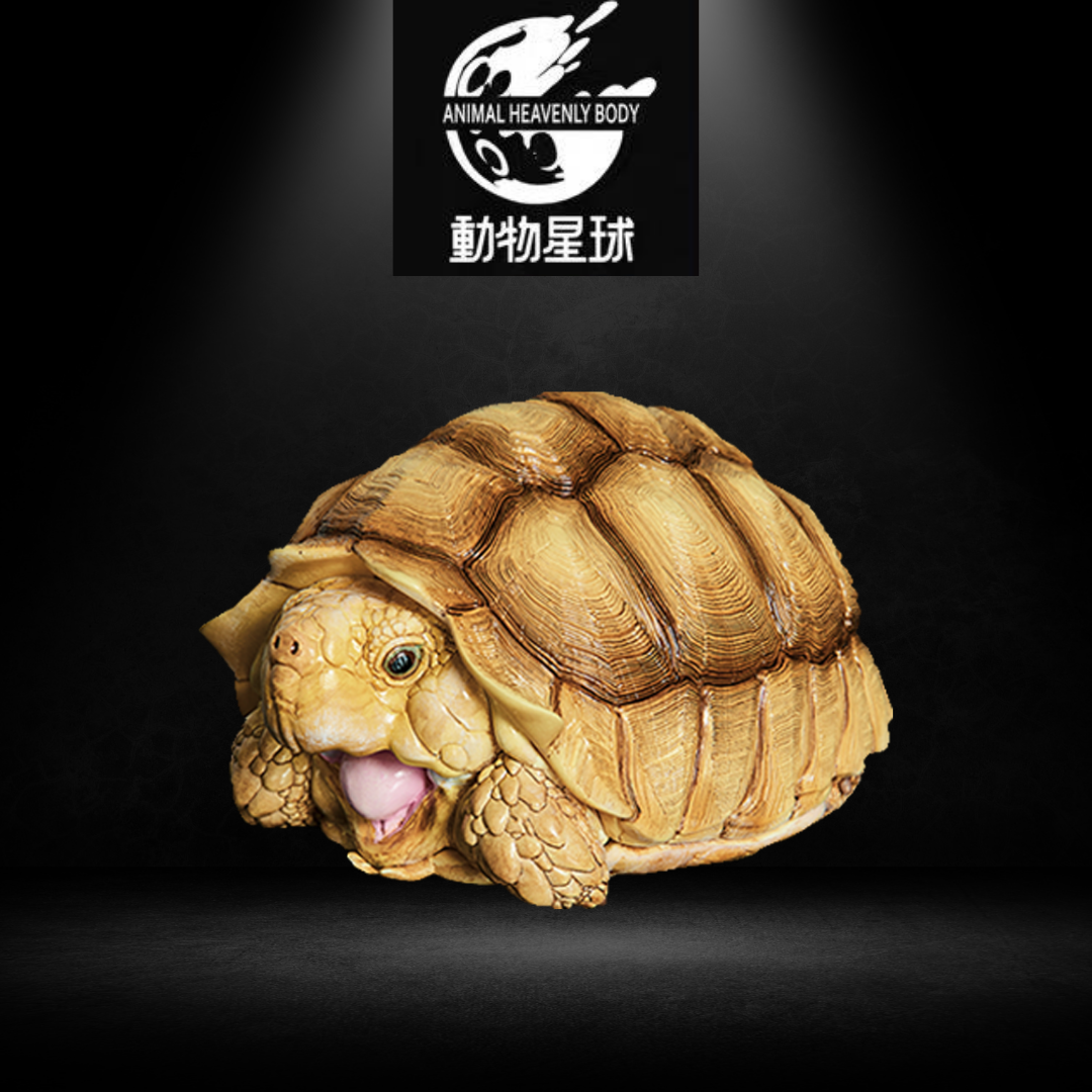 动物星球心宽体胖系列第三弹—龟2 - 多款可选